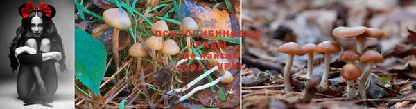 марихуана Абинск